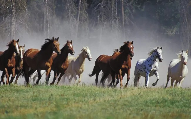All a Girl Needs is a Fast Horse and a Pair of&nbsp;Boots