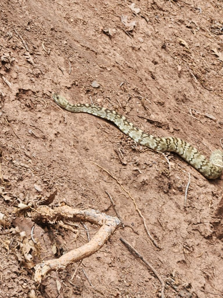 A green and brown patterned snake slithering on dry, brown soil, surrounded by twigs and leaves.
