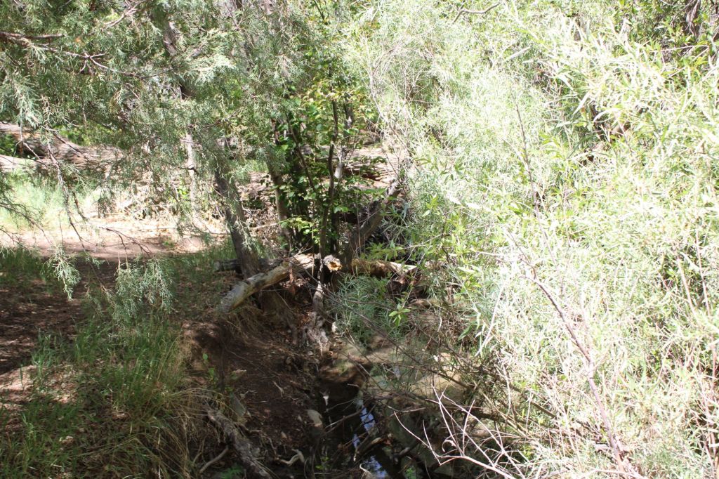 A serene view of a forested area with thick greenery, including trees and bushes, framing a small stream or waterway nestled between the foliage.