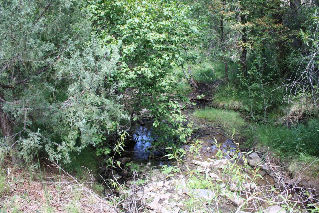 A serene forest scene featuring a small, clear creek surrounded by greenery and trees.