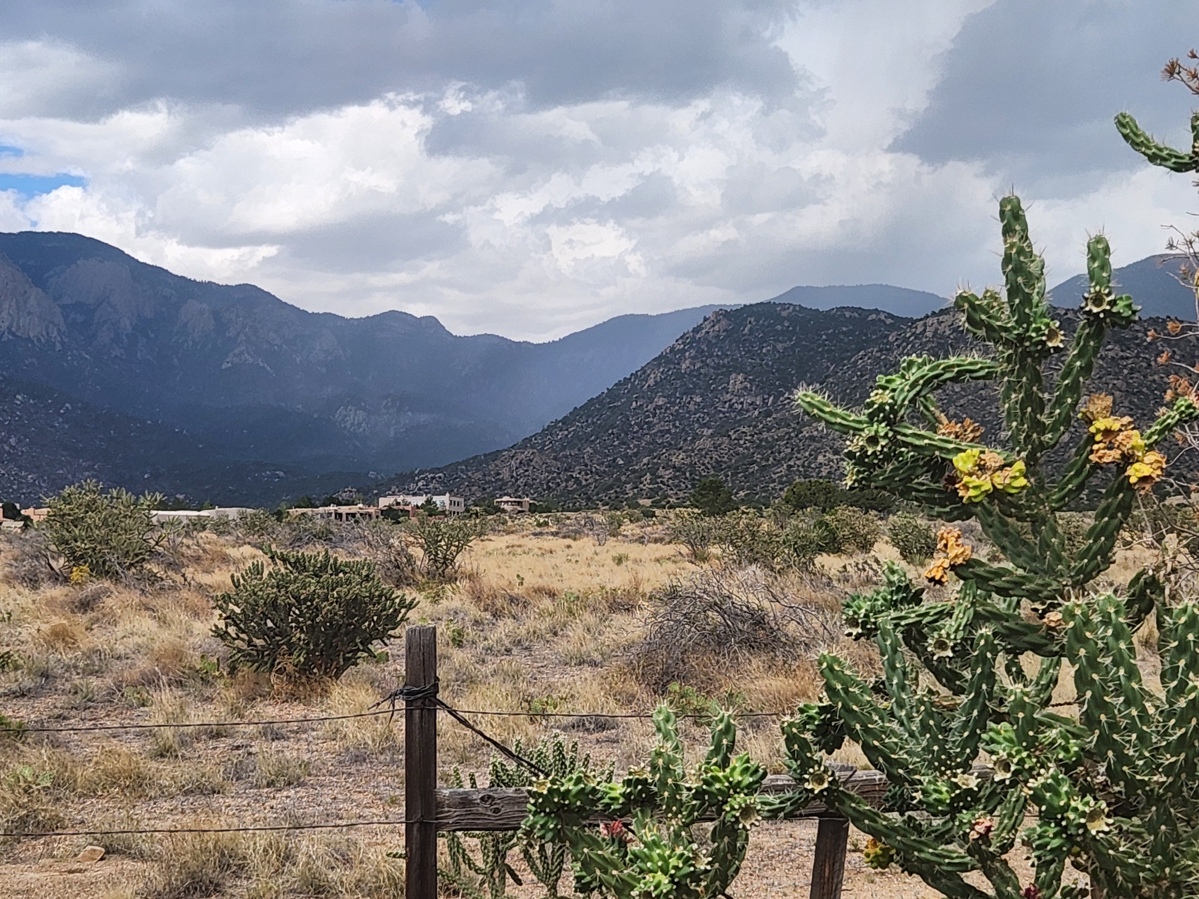 Mountain landscape with cactus by Shawn Marie Graybeal-Sellers